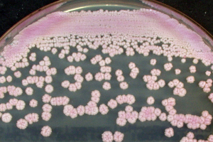 マラセチア 真菌用培地 臨床分野 微生物検査 関東化学株式会社